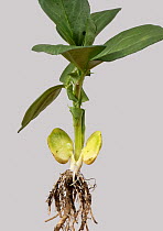 Broad bean (Vicia faba) young plant with early leaves and roots, uprooted and germinated seed split to show food reserve.
