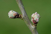 Apple (Malus domestica) buds swelling prior to leaves and flowers emerging in spring. Berkshire, England, UK. April.