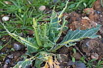 Cabbage (Brassica sp) with feeding damage caused by Wood pigeon (Columba palumbus). Berkshire, England, UK. April.