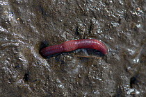 English redworm (Eisenia fetida) retreating into burrow in muddy rotting organic material. Berkshire, England, UK. April.