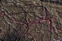 English redworm (Eisenia fetida) group on muddy surface of rotting organic material. Berkshire, England, UK. April.