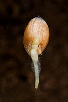 Winter wheat (Triticum aestivum) seed germinating with radicle, root hairs and coleoptile growth.