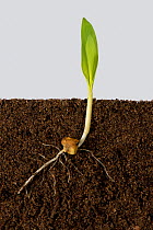 Maize (Zea mays) seedling with roots and early leaves, above and below ground.