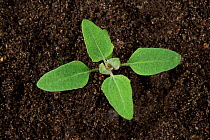 Fat-hen (Chenopodium album) seedling with cotyledons and four true leaves, annual arable weed.