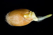 A germinating seed if winter wheat (Triticum aestivum) with radicle, root hairs and coleoptile growth developing
