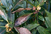 Sweet bay (Laurus nobilis) leaves with overwintering cold or wind damage. Berkshire, England, UK. April.