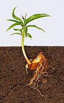 Peach (Prunus persica) tree sapling, roots and stem growing from stone, above and below ground.