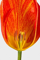 Tulip (Tulipa sp) flower with orange petals, cross section showing mature anthers and style. Berkshire, England, UK. April.