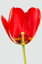 Tulip (Tulipa sp) flower with red petals, cross section showing mature anthers and style. Berkshire, England, UK. April.
