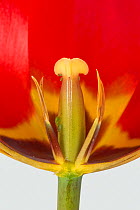 Tulip (Tulipa sp) flower cross section with immature anthers and style, close up. Berkshire, England, UK. April.
