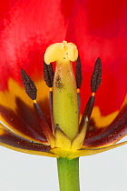 Tulip (Tulipa sp) flower cross section with mature anthers and style, close up. Berkshire, England, UK. April.