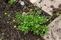 Hairy bittercress (Cardamine hirsuta) growing as garden weed. Berkshire, England, UK. May.