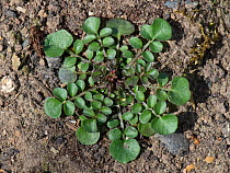 Hairy bittercress (Cardamine hirsuta) leaf rosette with pinnate leaves, growing as garden weed. Berkshire, England, UK. May.