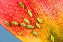 Potato aphid (Macrosiphum euphorbiae) infestation on Tulip (Tulipa sp) petal. Berkshire, England, UK. May.