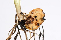 Germinating Broad bean (Vicia faba) with severe Slug (Gastropoda) damage to seed. Berkshire, England, UK. May.