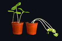 Sunflower (Helianthus annuus) seedlings grown in light on left and without light on right, etiolated chlorotic and weak.