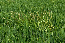 Black grass (Alopecurus myosuroides) growing as agricultural weed amongst Winter wheat (Triticum aestivum) crop. Berkshire, England, UK. May.