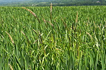 Black grass (Alopecurus myosuroides) growing as agricultural weed amongst Winter wheat (Triticum aestivum) crop. Berkshire, England, UK. May.