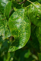 Pear leaf blister mite (Eriophyes pyri) damage to Pear (Pyrus sp) leaves. Berkshire, England, UK. June.