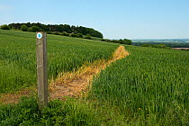 Footpath sign and path through Winter wheat (Triticum aestivum) field. North Wessex Downs, Berkshire, England, UK. June. Sequence 1/2.