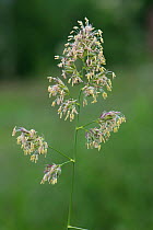 Cocksfoot grass (Dactylis glomerata) panicle, anthers bearing pollen. Berkshire, England, UK. June.