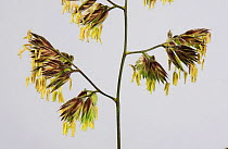Cocksfoot grass (Dactylis glomerata) anthers bearing pollen within spikelets, close up. Berkshire, England, UK. June.