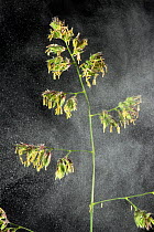 Cocksfoot grass Dactylis glomerata) panicle, anthers releasing pollen. Berkshire, England, UK. June.