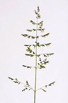 Meadow fescue grass (Schedonorus pratensis) panicle. Berkshire, England, UK. June.