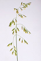 Meadow fescue grass (Schedonorus pratensis) panicle in flower. Berkshire, England, UK. June.