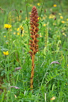 Knapweed broomrape (Orobanche elatior) flower spike in grassland. Disused chalk pit nature reserve, Berkshire, England, UK. June