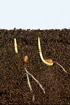 Wheat (Triticum aestivum) seeds germinating with development of roots and coleoptile covering of shoots. Image above and below ground.