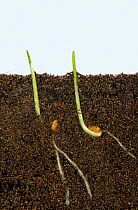Wheat (Triticum aestivum) seeds germinating with development of roots and shoots, above and below ground.
