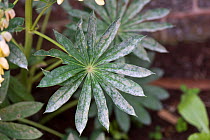 Lupin (Lupinus sp) leaves with powdery mildew caused by Fungus (Erysiphales). Cultivated in garden, Berkshire, England, UK. June.