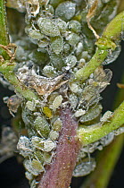 Mealy cabbage aphid (Brevicoryne brassicae) infestation on Brassica stem. Berkshire, England, UK. June.
