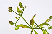 Cleavers (Galium aparine) burrs with hooks tha attach to animal fur and clothes for dispersal. England, UK. July.