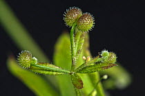 Cleavers (Galium aparine) burrs with hooks tha attach to animal fur and clothes for dispersal, close-up. England, UK. July.