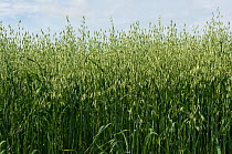 Oat (Avena sativa), green unripe crop. Berkshire, England, UK. July.