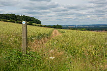 Footpath sign beside footpath through winter Wheat (Triticum aestivum) field. North Wessex Downs, Berkshire, England, UK. July 2016. Sequence 2/2.