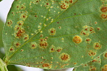 Faba bean rust pustules on Broad bean (Vicia faba) leaf caused by Fungus (Uromyces viciae-fabae). Berkshire, England, UK. August.