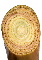 Banana (Musa x paradisiaca) cross section showing tightly packed leaves is pseudostem.