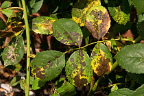 Black spot disease and chlorosis on Rose (Rosa sp) leaf caused by Fungus (Diplocarpon rosae). Berkshire, England, UK. August.