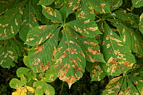 Horse chestnut leaf miner (Cameraria ohridella) larval damage to Horse chestnut (Aesculus hippocastanum) leaves. Berkshire, England, UK. August.