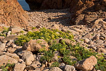Rock samphire (Crithmum maritimum) amongst red granite rocks on coast. Isola Rossa, Sardinia, September.