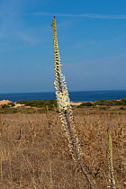 Sea squill (Drimia maritima) flower spike near coast. Isola Rossa, Sardinia, September 2016.