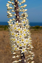 Sea squill (Drimia maritima) flower spike, close up. Isola Rossa, Sardinia, September.