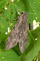 Convolvulus hawk moth (Agrius convolvuli) female resting on damaged leaf. Berkshire, England, UK. October.