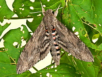 Convolvulus hawk moth (Agrius convolvuli) female resting with wings partly open, on damaged leaf. Berkshire, England, UK. October.