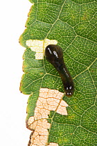 Pear slug sawfly (Caliroa cerasi) larva on cherry (Prunus sp) leaf with feeding damage. Berkshire, England, UK. October.