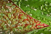 Glasshouse-potato aphid (Aulacorthum solani) colony on Hibiscus (Hibiscus sp) flower bud, house plant.
