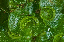 Crescent-cup liverwort (Lunularia cruciata), close up. Berkshire, England, UK. January.